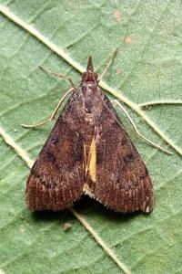 <i>Uresiphita gilvata</i>