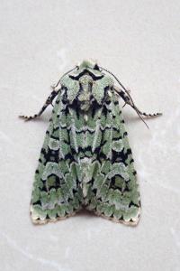 <i>Griposia aprilina</i>