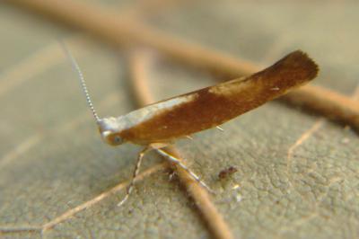 <i>Argyresthia albistria</i>