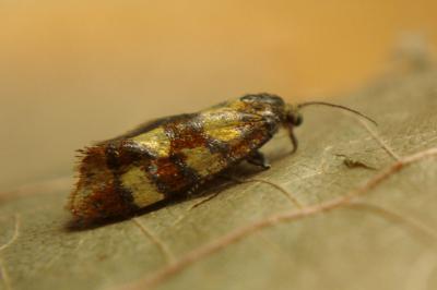 <i>Aethes tesserana</i>