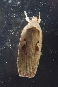 <i>Agonopterix ocellana</i>