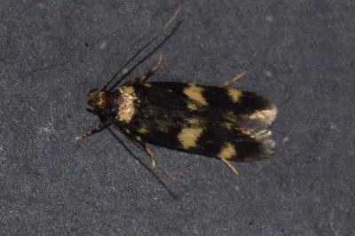 <i>Oegoconia</i>