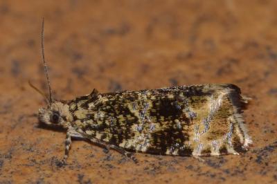 <i>Celypha lacunana</i>