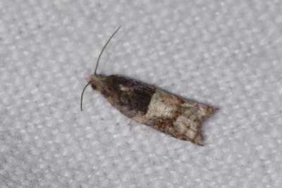 <i>Rhopobota naevana</i>