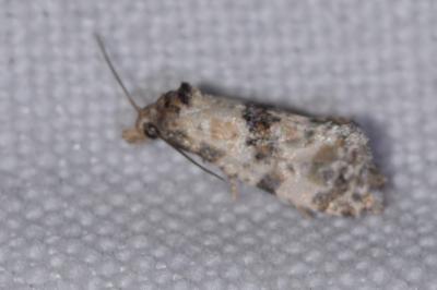 <i>Cochylis molliculana</i>