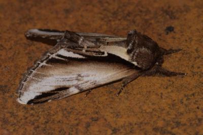 <i>Pheosia gnoma</i>