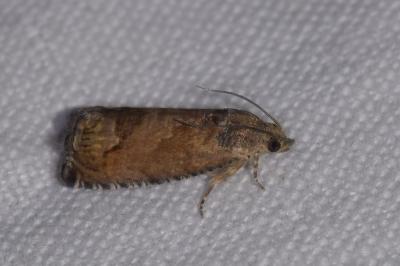<i>Cydia splendana</i>