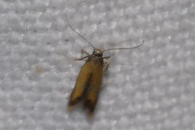 <i>Coptotriche marginea</i>