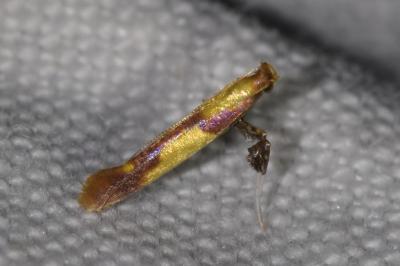 <i>Caloptilia alchimiella</i>