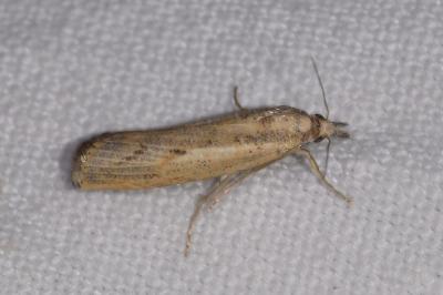 <i>Agriphila geniculea</i>