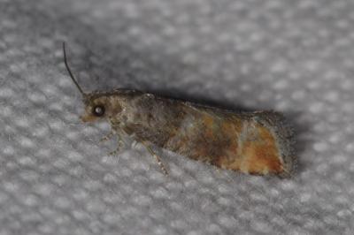 <i>Clavigesta purdeyi</i>