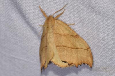 <i>Falcaria lacertinaria</i>