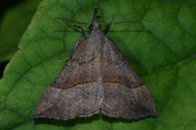 <i>Hypena proboscidalis</i>