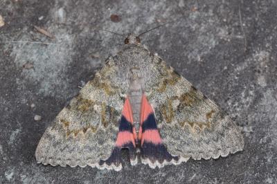 <i>Catocala elocata</i>
