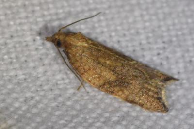 <i>Acleris rhombana</i>