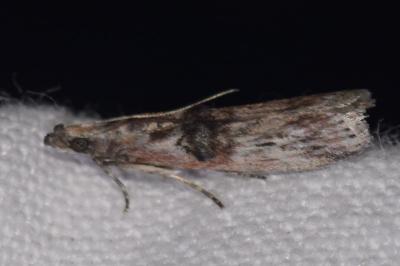 <i>Nephopterix angustella</i>