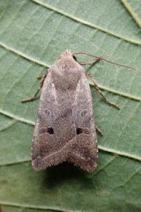 <i>Leptologia lota</i>