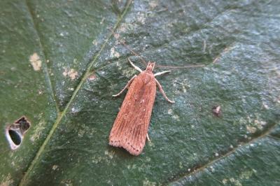 <i>Helcystogramma triannulella</i>