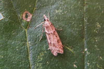 <i>Eudonia angustea</i>