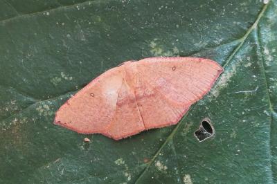 <i>Cyclophora puppillaria</i>