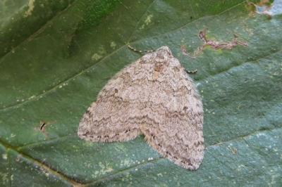 <i>Epirrita dilutata</i>
