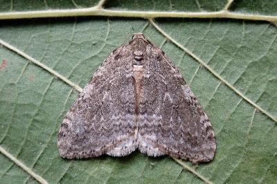 <i>Epirrita dilutata</i>