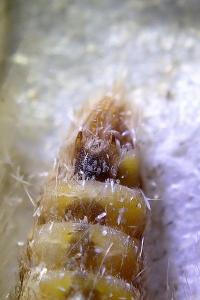 <i>Epirrita dilutata</i>