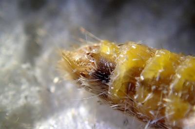 <i>Epirrita dilutata</i>