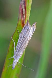 <i>Metacrambus carectellus</i>