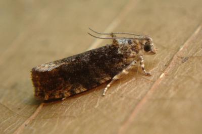 <i>Eudemis profundana</i>