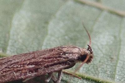 <i>Depressaria</i>