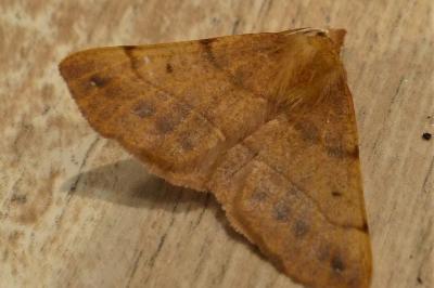 <i>Colotois pennaria</i>