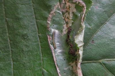<i>Parornix devoniella</i>