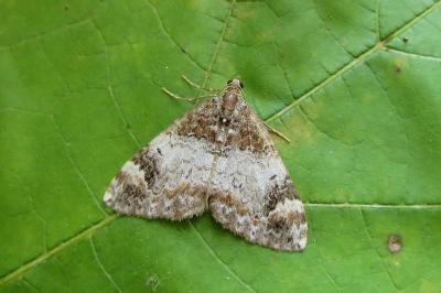 <i>Dysstroma truncata</i>