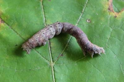 <i>Selenia dentaria</i>