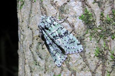 <i>Griposia aprilina</i>