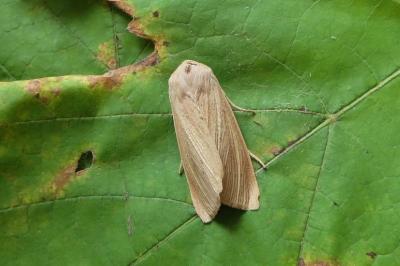 <i>Rhizedra lutosa</i>