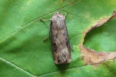 <i>Agrotis ipsilon</i>