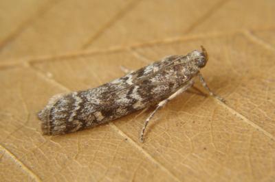 <i>Dioryctria abietella</i>