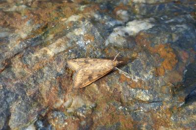 <i>Udea ferrugalis</i>