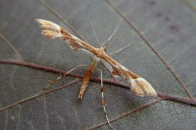 <i>Cnaemidophorus rhododactylus</i>