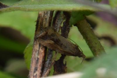 <i>Endothenia quadrimaculana</i>