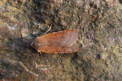 <i>Agrochola lychnidis</i>