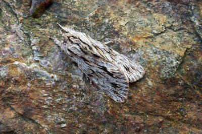 <i>Asteroscopus sphinx</i>