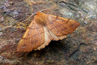 <i>Colotois pennaria</i>