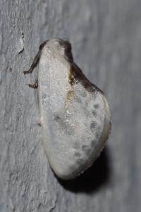 <i>Cilix glaucata/hispanica</i>