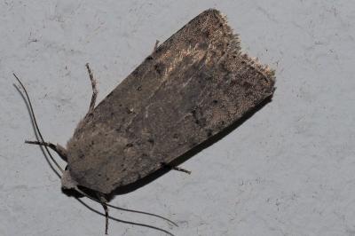 <i>Caradrina clavipalpis</i>
