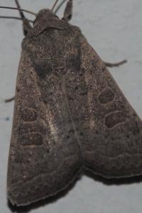 <i>Hoplodrina ambigua</i>