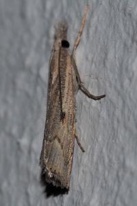 <i>Agriphila geniculea</i>