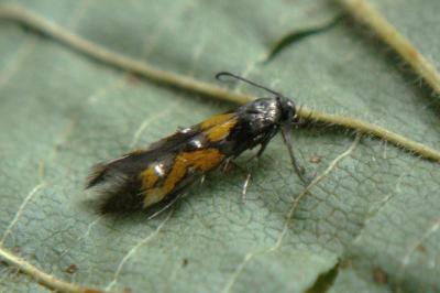 <i>Mompha locupletella</i>